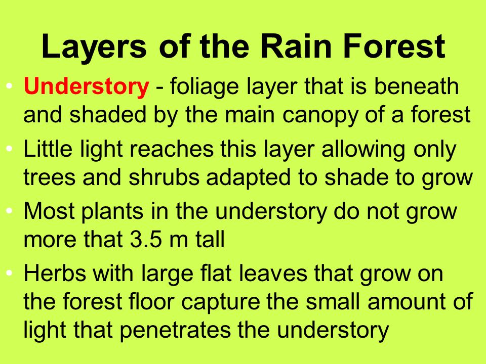 Layers of the Rain Forest