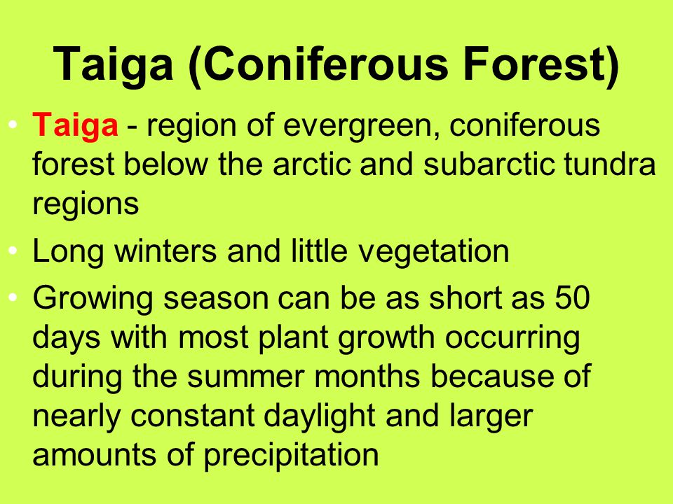 Taiga (Coniferous Forest)