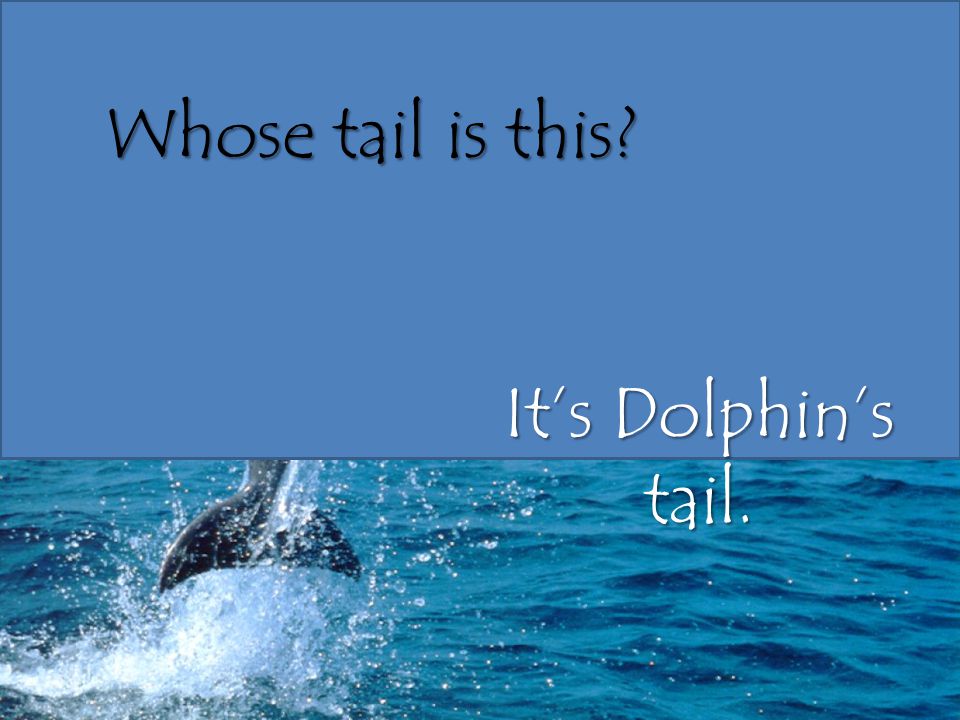 Whose tail is this It’s Dolphin’s tail.