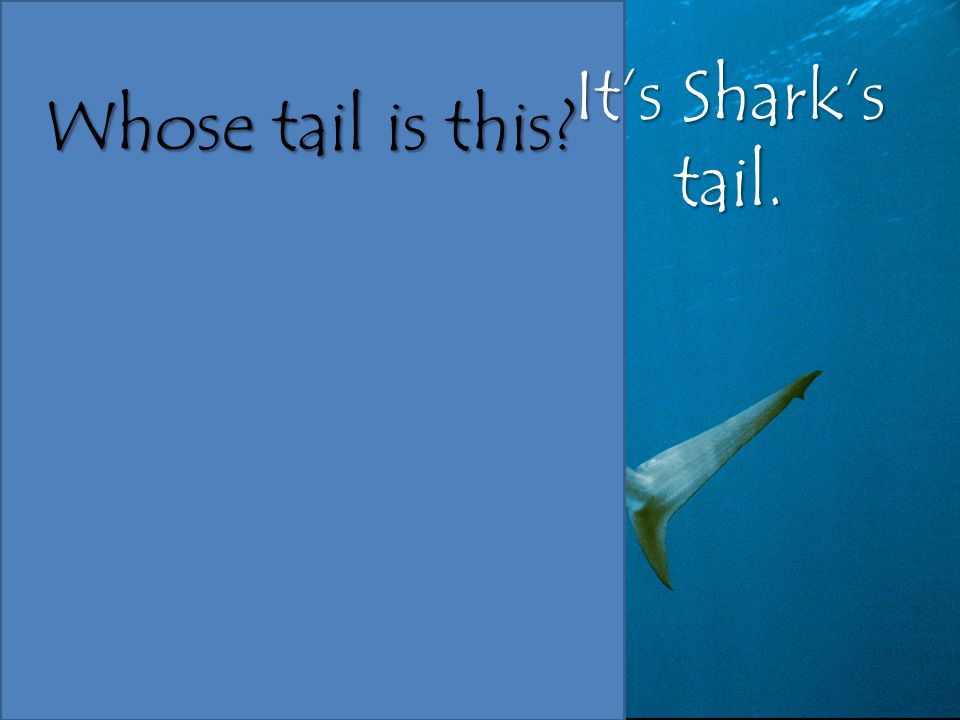 It’s Shark’s tail. Whose tail is this