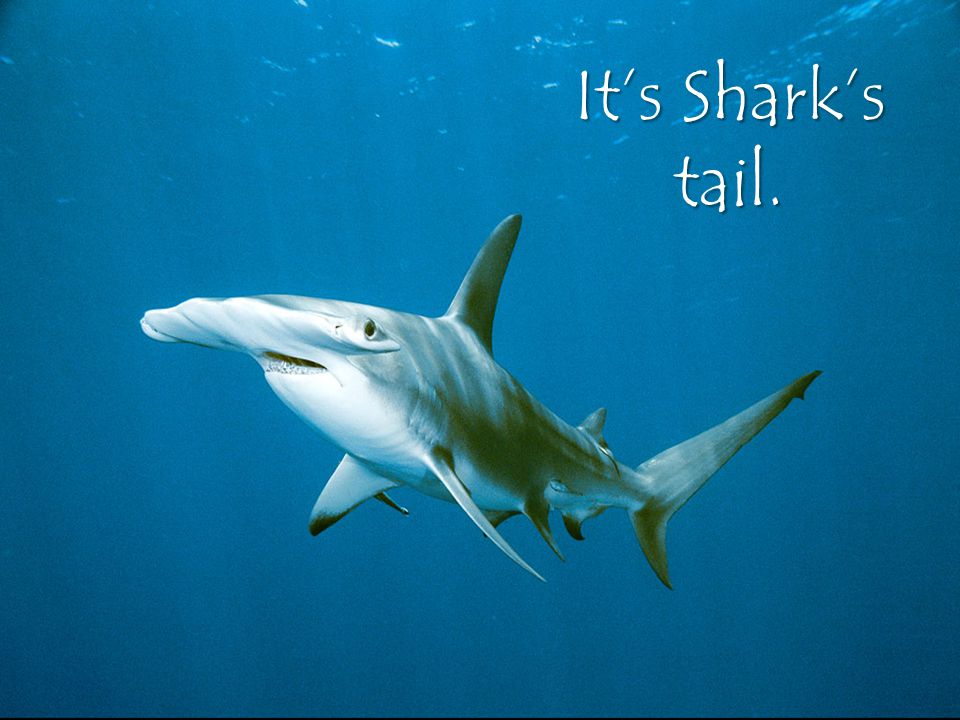 It’s Shark’s tail.