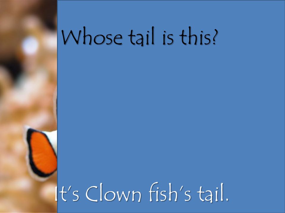 Whose tail is this It’s Clown fish’s tail.