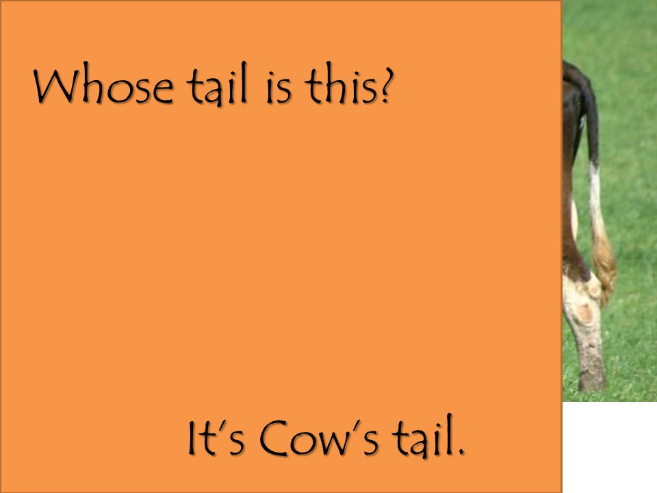 Whose tail is this It’s Cow’s tail.