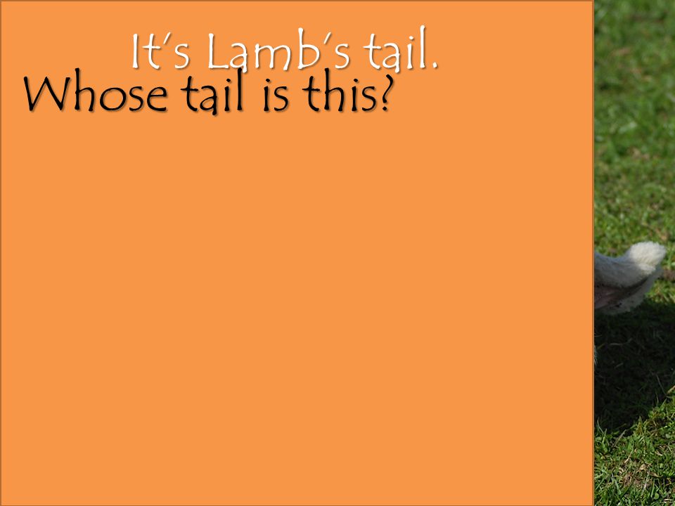 It’s Lamb’s tail. Whose tail is this