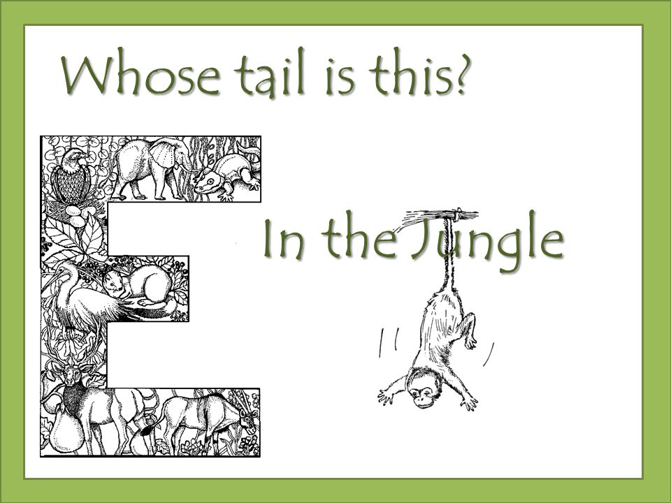Whose tail is this In the Jungle