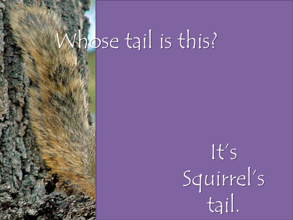 Whose tail is this It’s Squirrel’s tail.