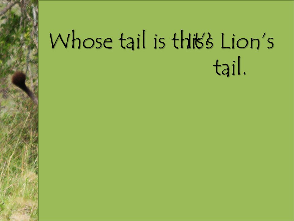 Whose tail is this It’s Lion’s tail.