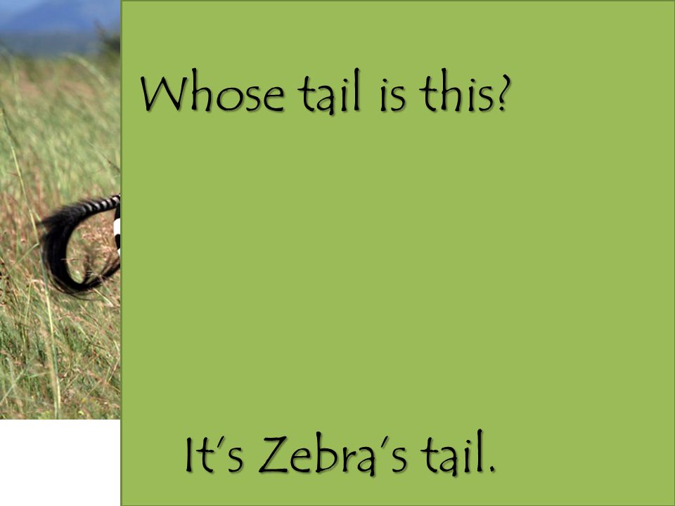 Whose tail is this It’s Zebra’s tail.
