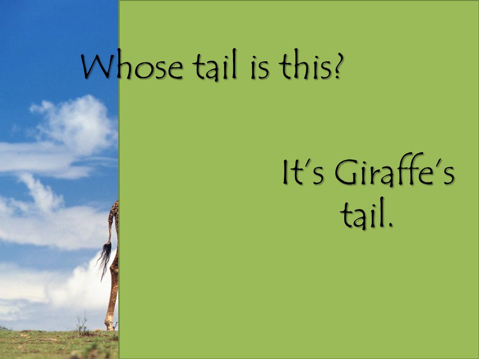 Whose tail is this It’s Giraffe’s tail.