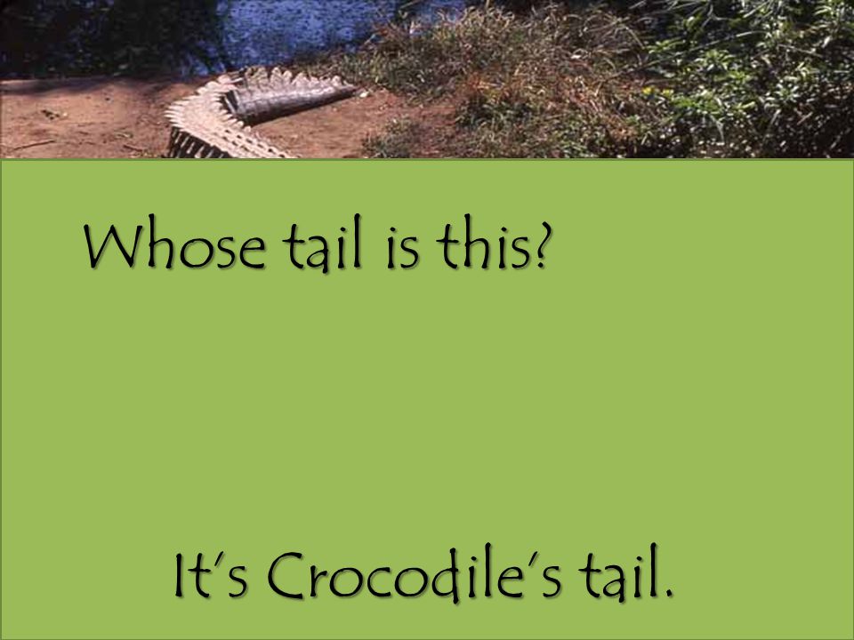 Whose tail is this It’s Crocodile’s tail.