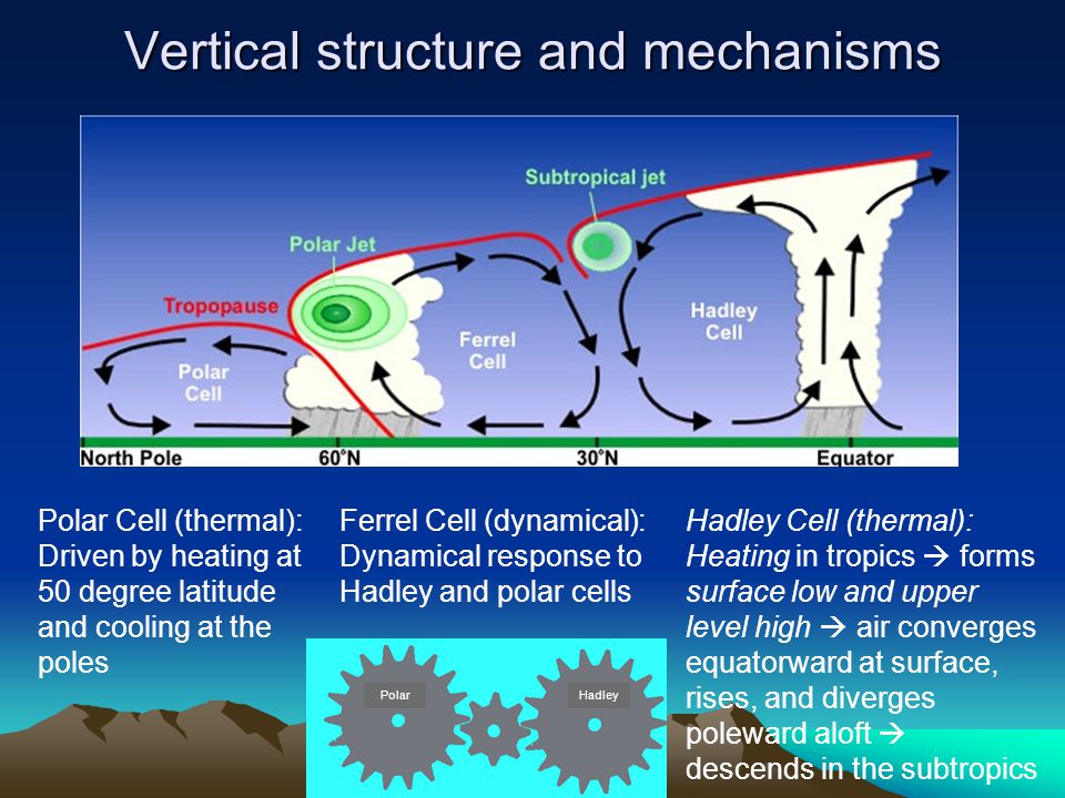 Vertical structure and mechanisms