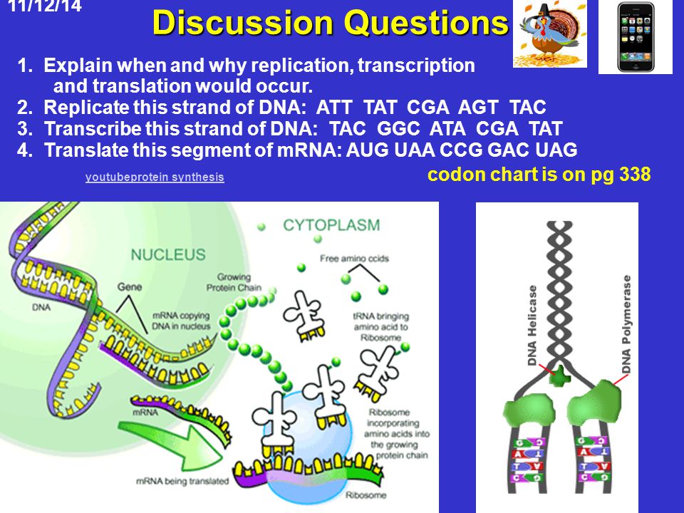 Discussion Questions Youtubeprotein Synthesis Codon Chart Is On Pg