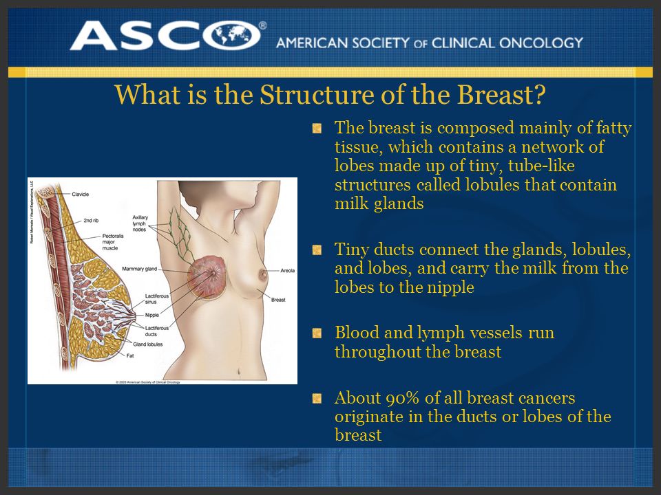 What is the Structure of the Breast