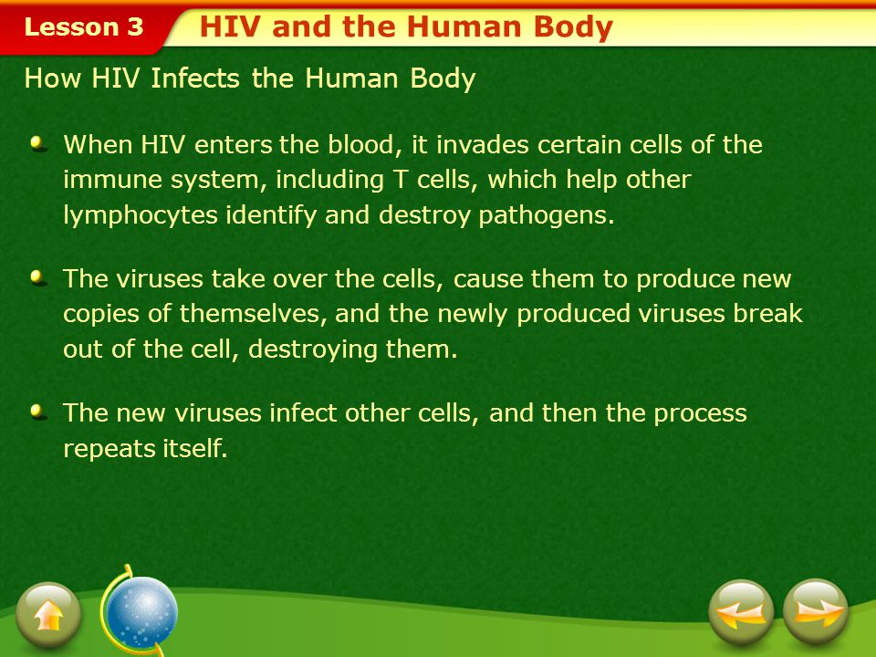 HIV and the Human Body How HIV Infects the Human Body