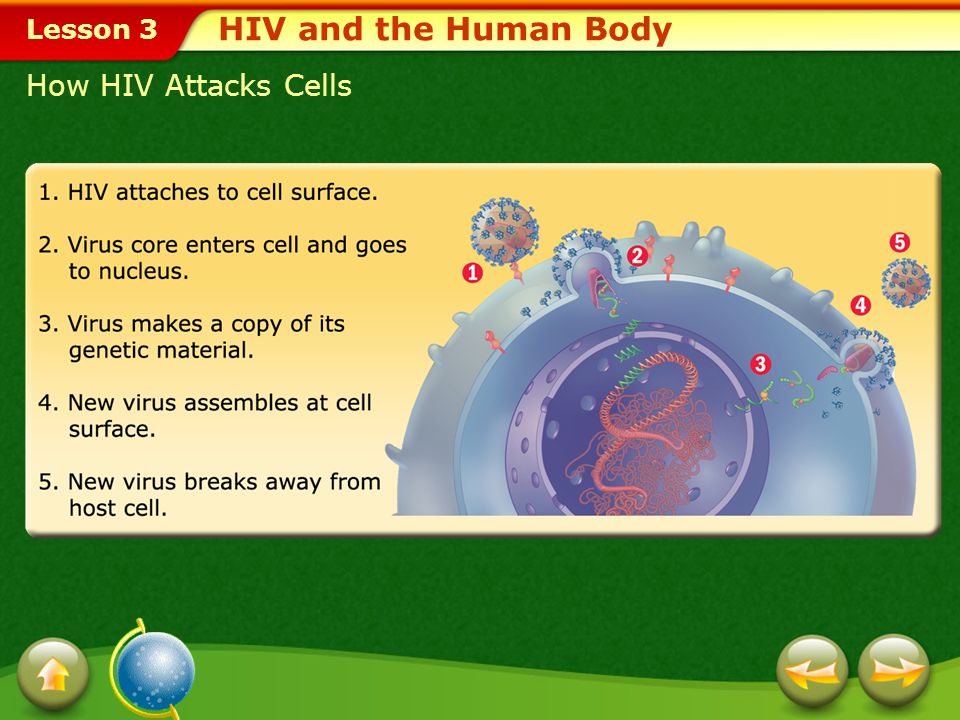 HIV and the Human Body How HIV Attacks Cells