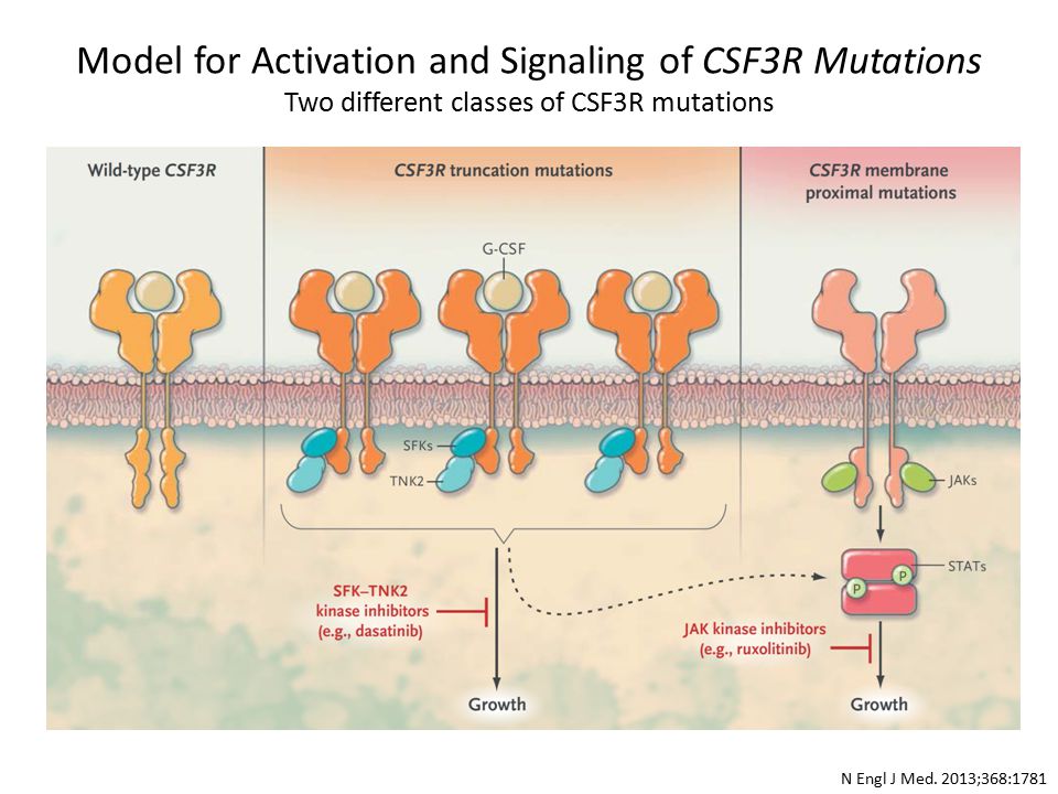 Model for Activation and Signaling of CSF3R Mutations Two different classes of CSF3R mutations