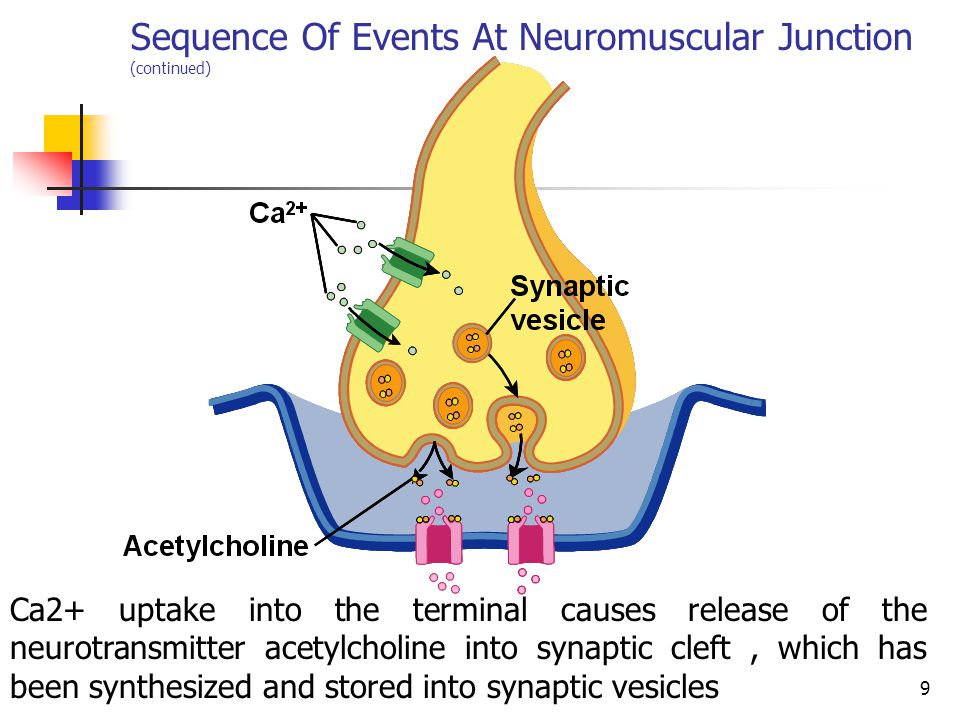 neuromuscular junction