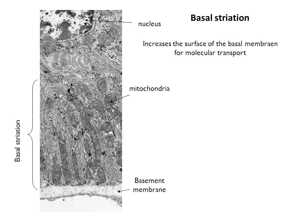 Increases the surface of the basal membraen for molecular transport