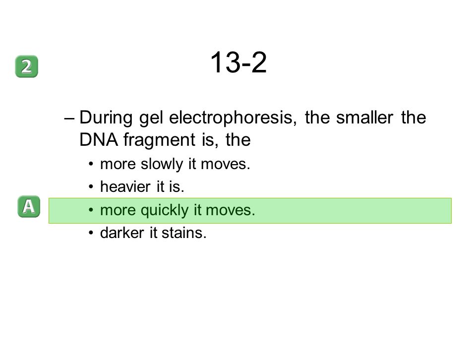 13-2 During gel electrophoresis, the smaller the DNA fragment is, the