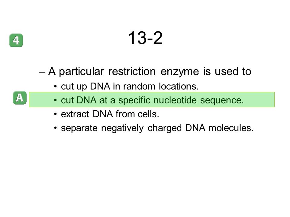 13-2 A particular restriction enzyme is used to