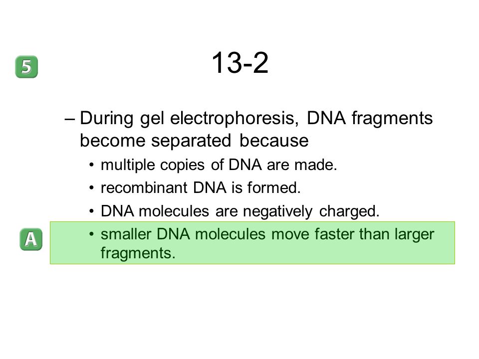 13-2 During gel electrophoresis, DNA fragments become separated because. multiple copies of DNA are made.