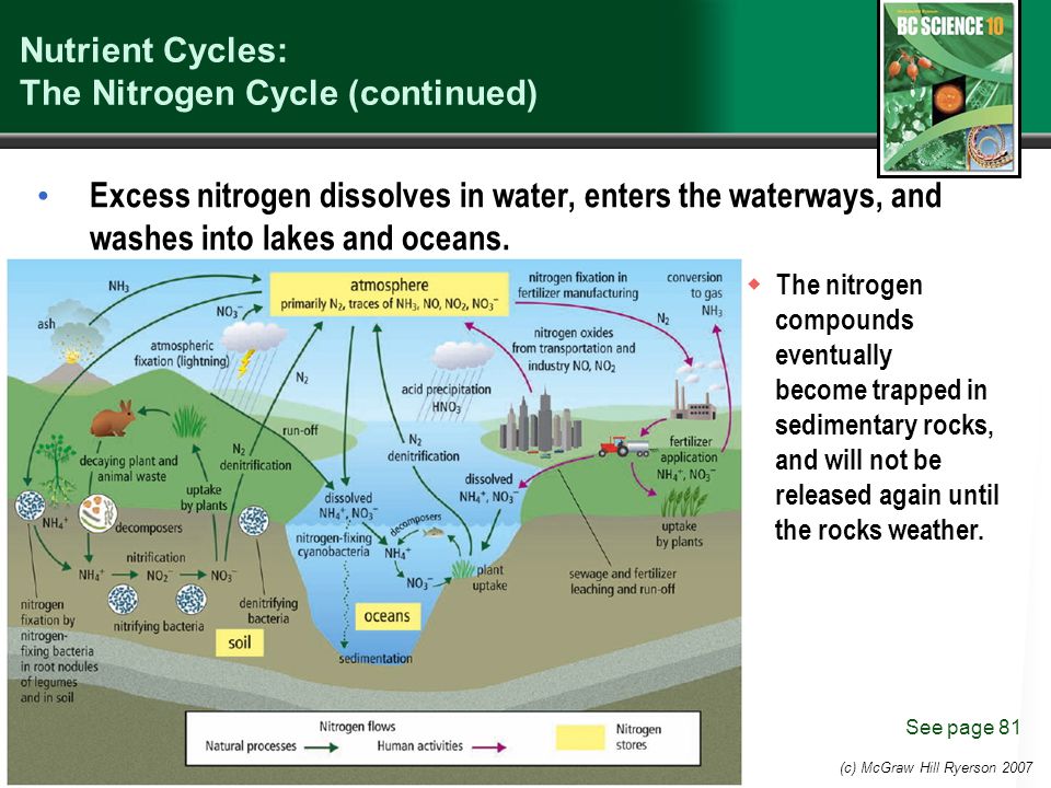 nutrient cycles: the nitrogen cycle (continued) excess nitrogen