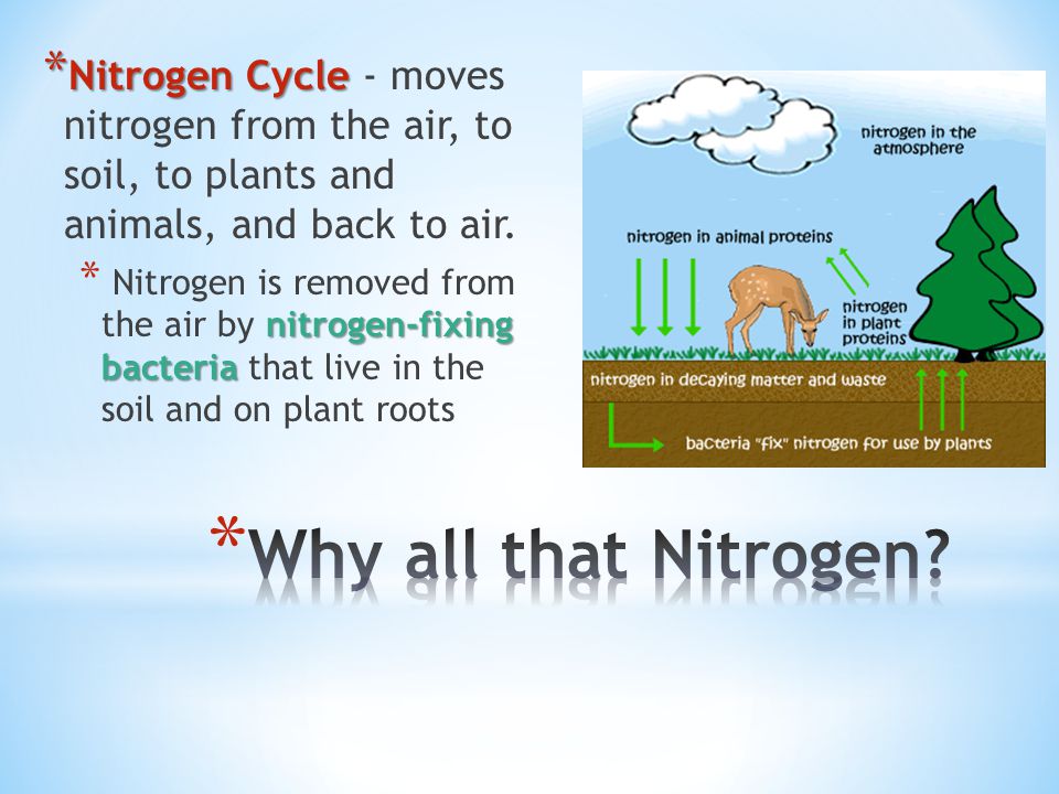 Nitrogen Cycle - moves nitrogen from the air, to soil, to plants and animals, and back to air.