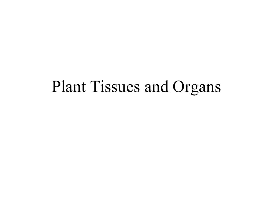 Plant Tissues and Organs
