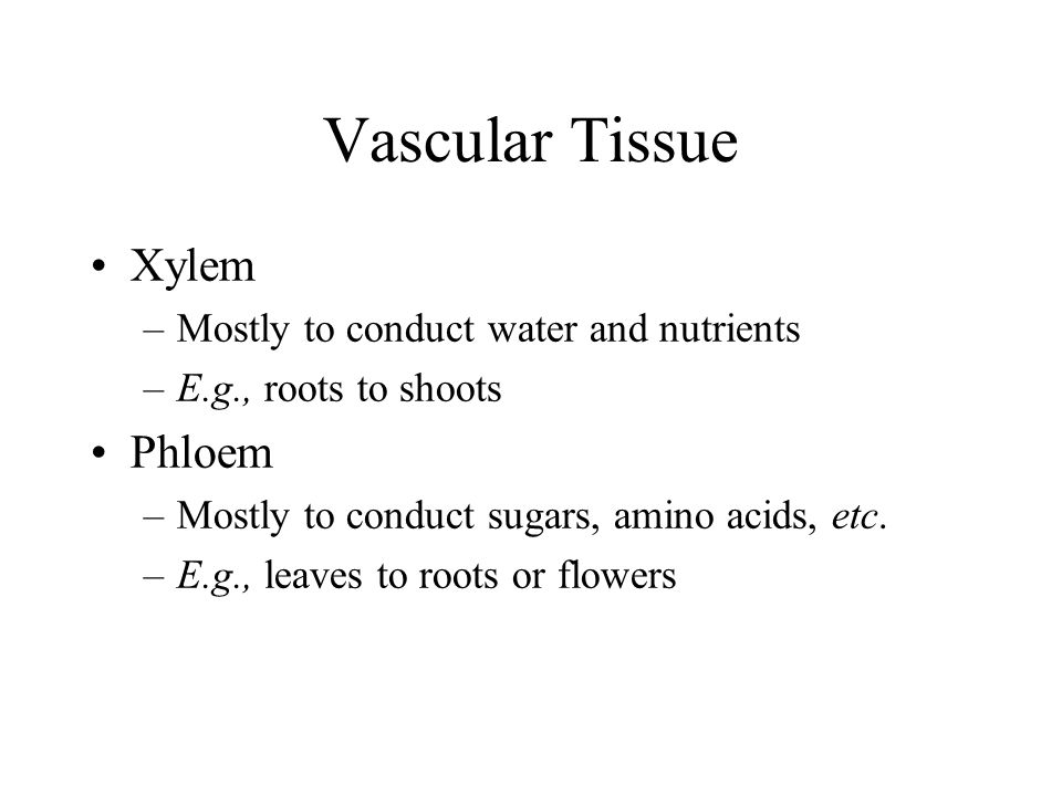 Vascular Tissue Xylem Phloem Mostly to conduct water and nutrients
