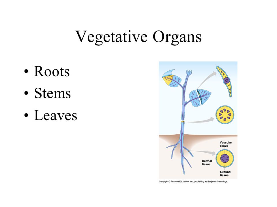 Vegetative Organs Roots Stems Leaves