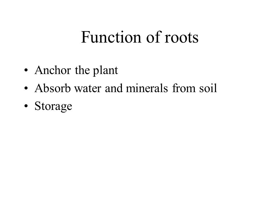 Function of roots Anchor the plant Absorb water and minerals from soil