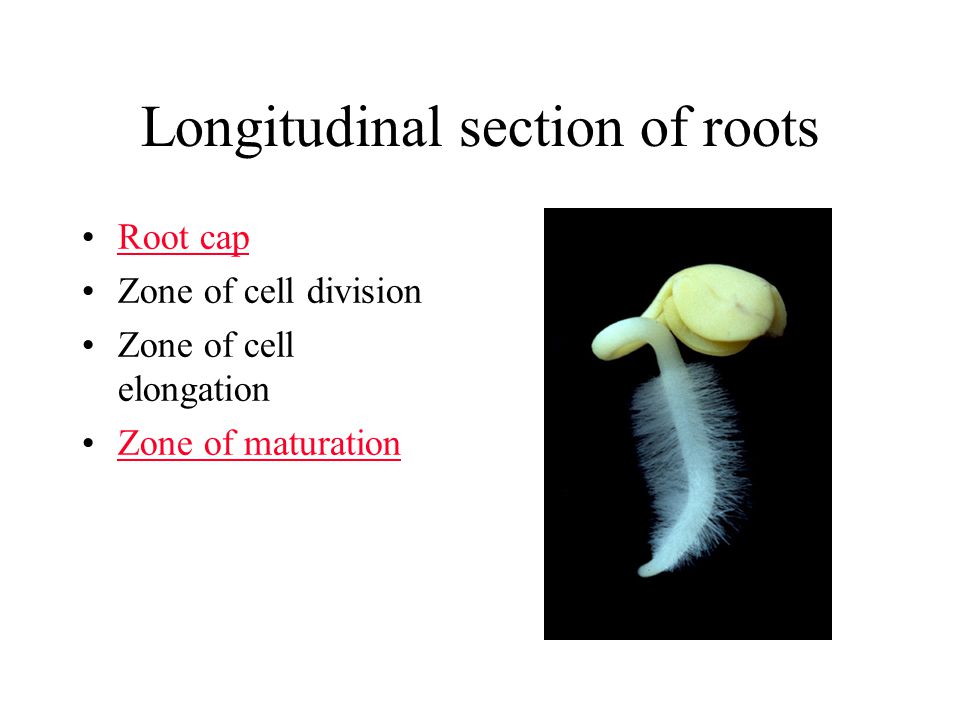Longitudinal section of roots