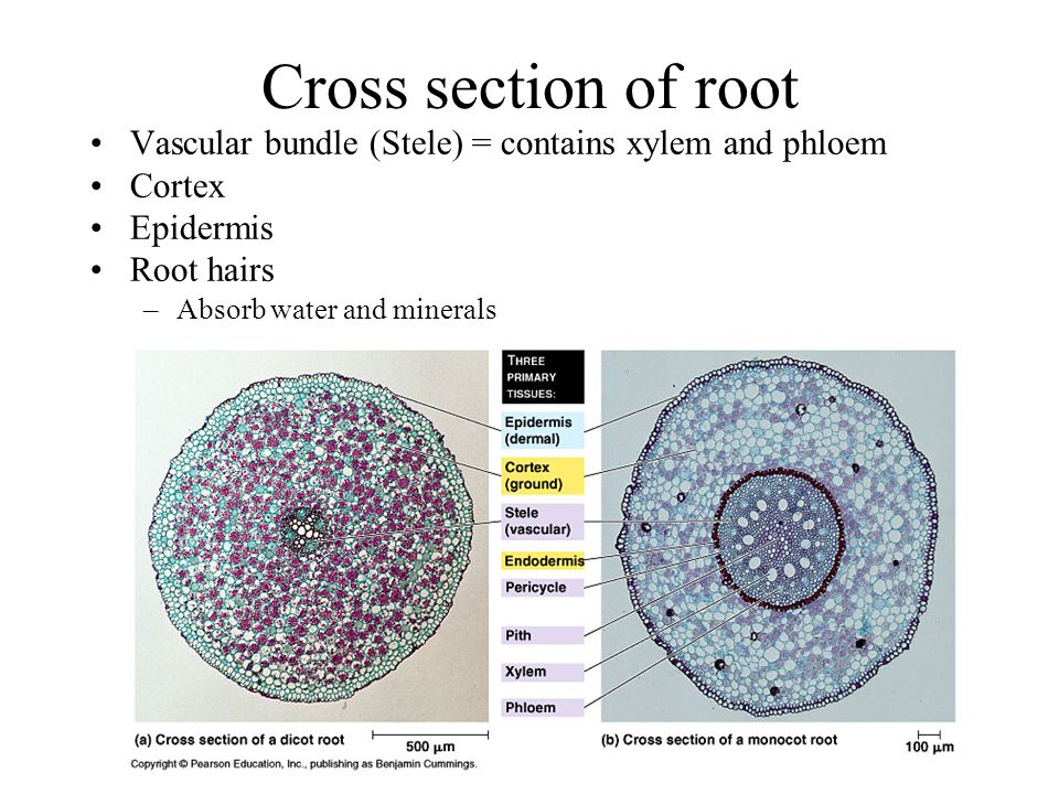 Cross section of root Vascular bundle (Stele) = contains xylem and phloem. Cortex. Epidermis. Root hairs.
