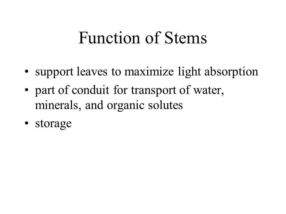 Function of Stems support leaves to maximize light absorption