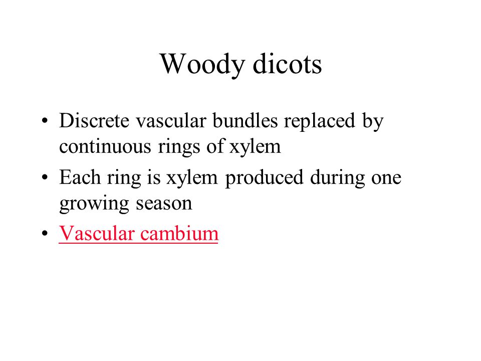 Woody dicots Discrete vascular bundles replaced by continuous rings of xylem. Each ring is xylem produced during one growing season.
