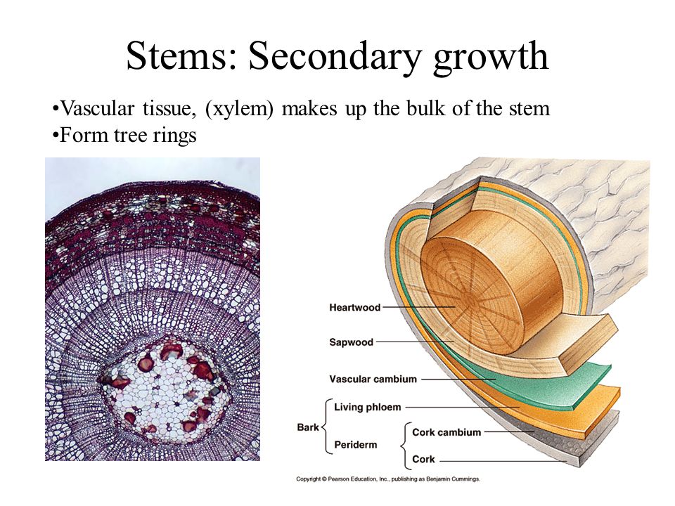 Stems: Secondary growth