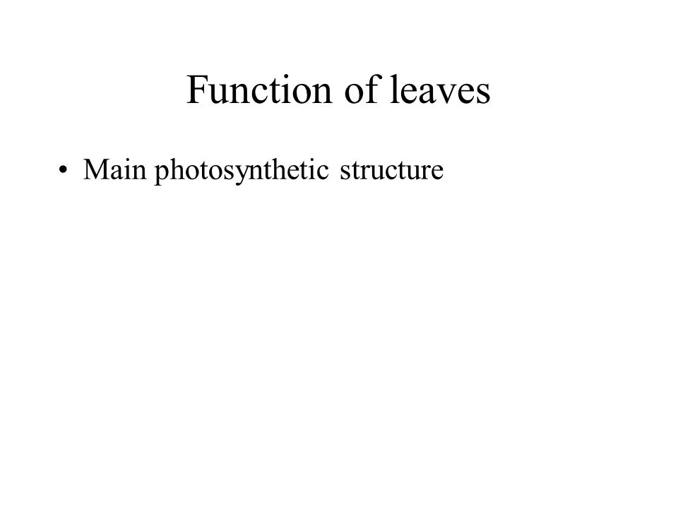 Function of leaves Main photosynthetic structure