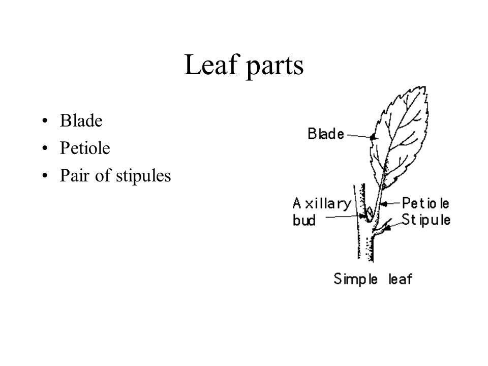 Leaf parts Blade Petiole Pair of stipules