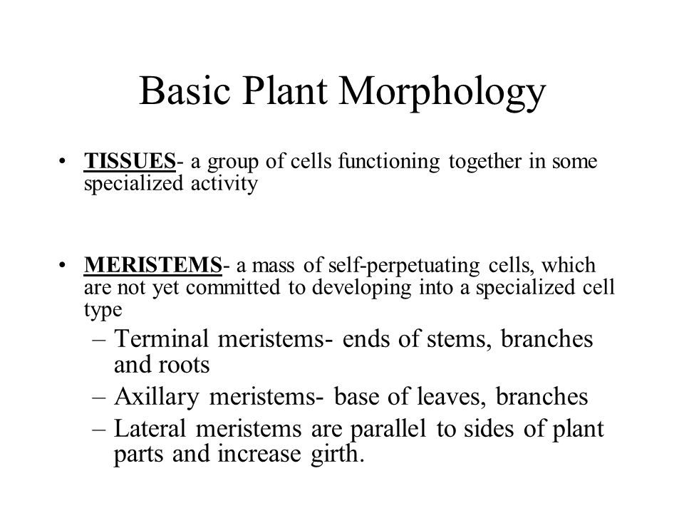 Basic Plant Morphology