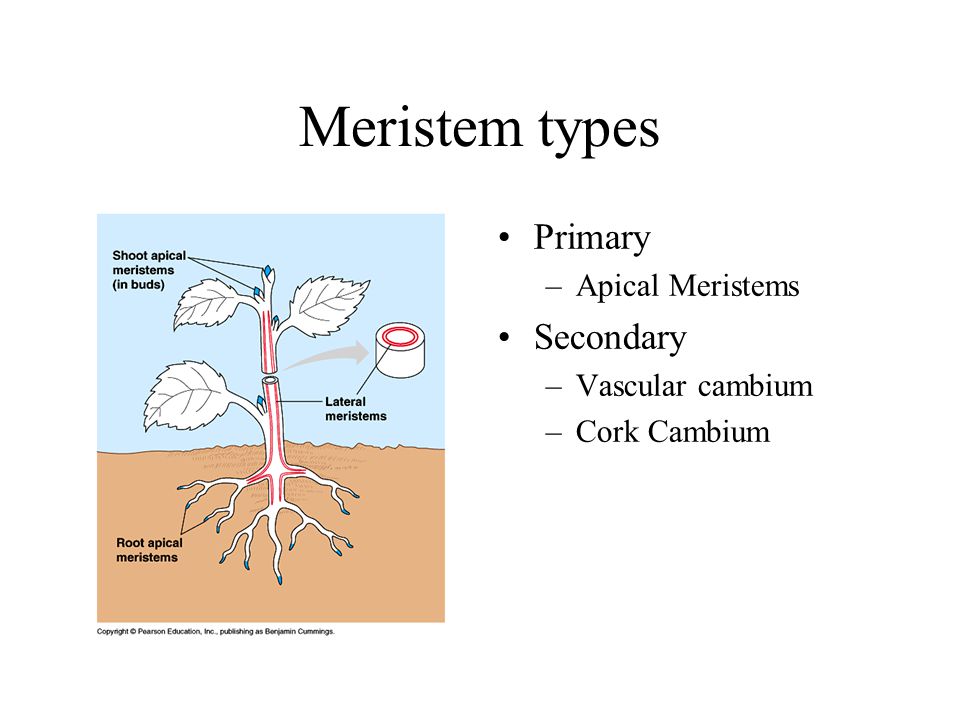 Meristem types Primary Secondary Apical Meristems Vascular cambium