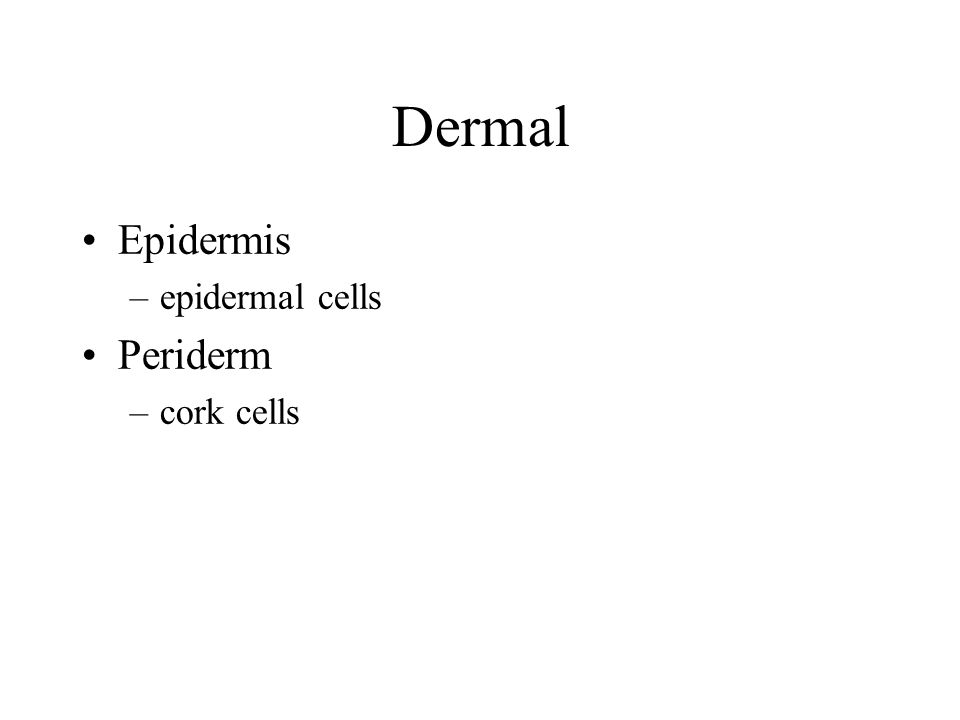 Dermal Epidermis epidermal cells Periderm cork cells