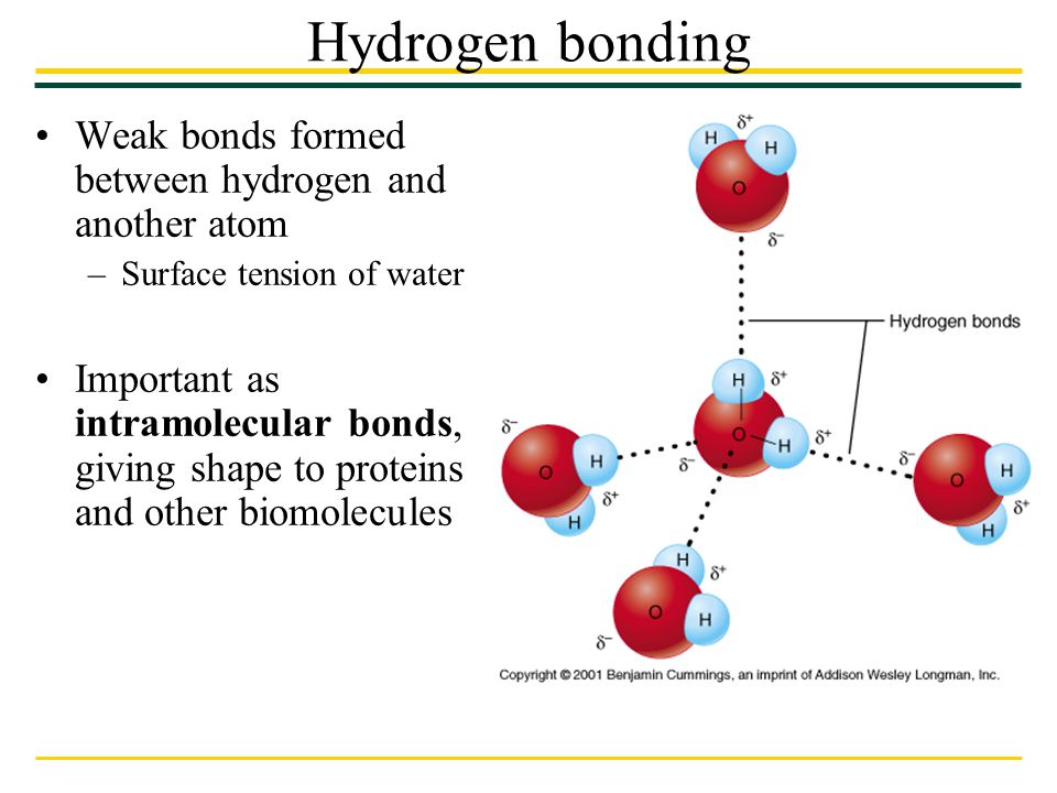 Hydrogen bonding Weak bonds formed between hydrogen and another atom