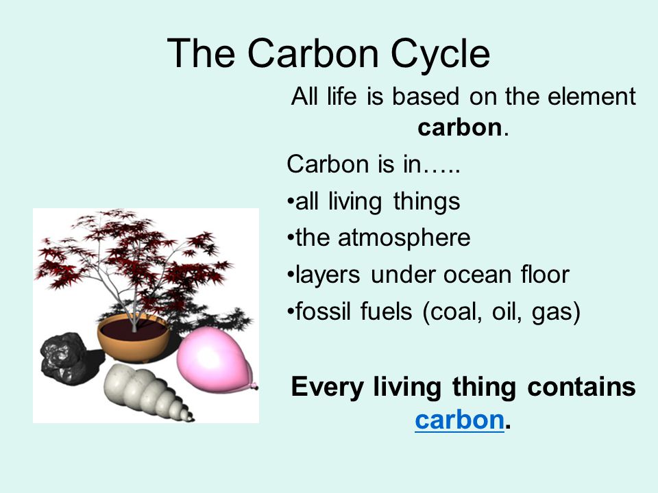 The Carbon Cycle Every living thing contains carbon.