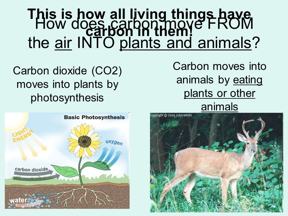 How does carbon move FROM the air INTO plants and animals