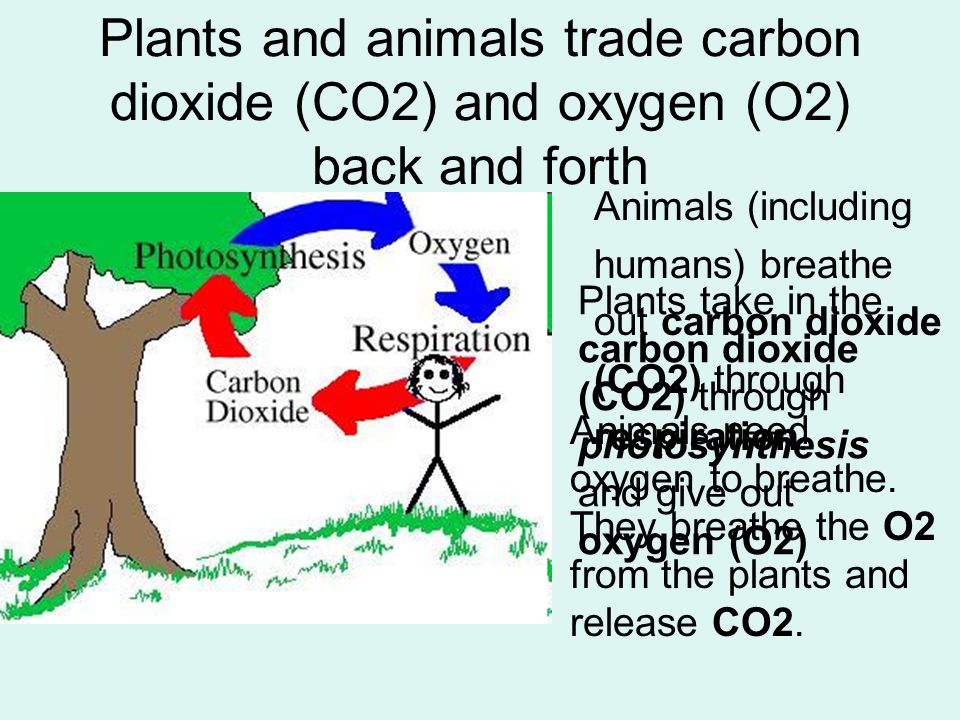 Plants and animals trade carbon dioxide (CO2) and oxygen (O2) back and forth