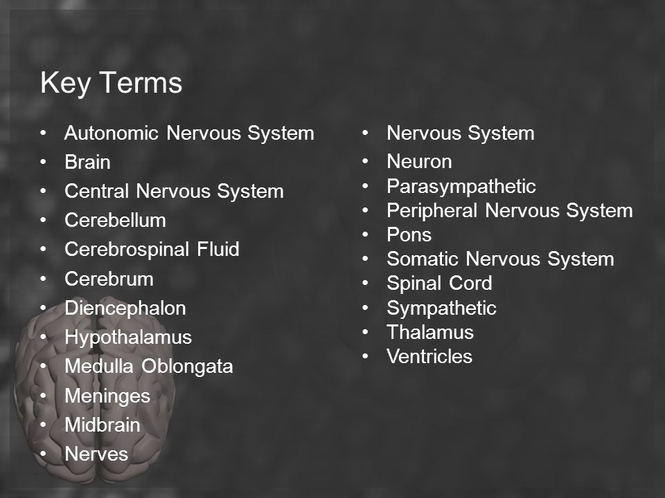 Key Terms Autonomic Nervous System Brain Central Nervous System