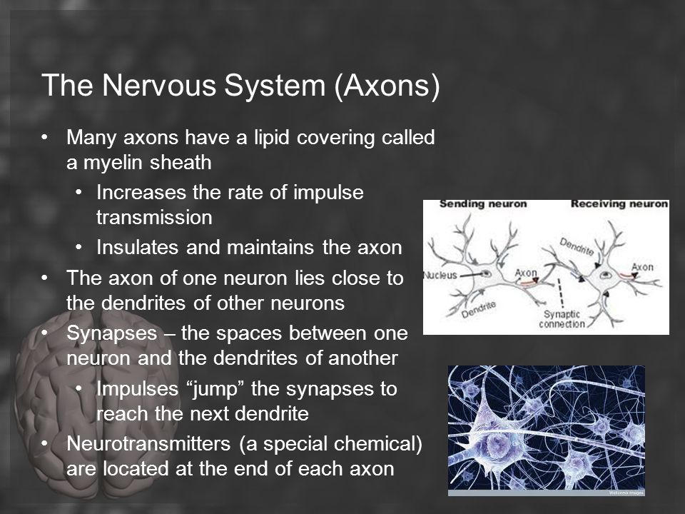 The Nervous System (Axons)