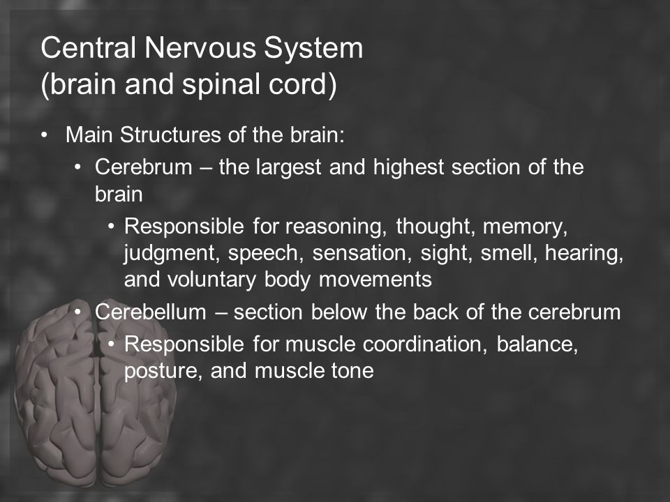 Central Nervous System (brain and spinal cord)