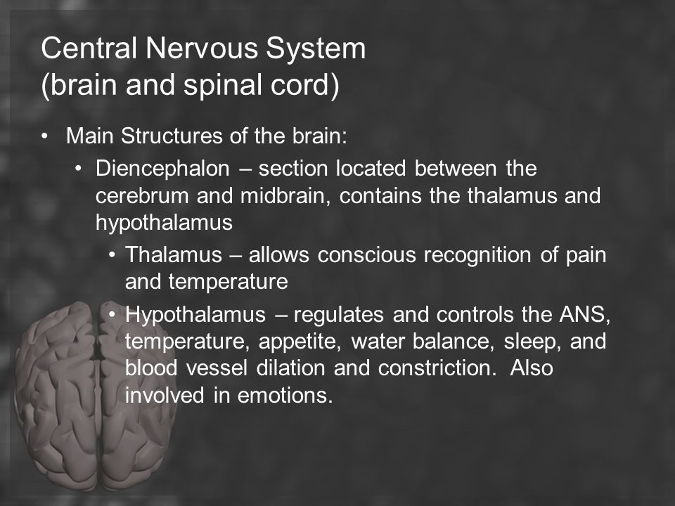 Central Nervous System (brain and spinal cord)