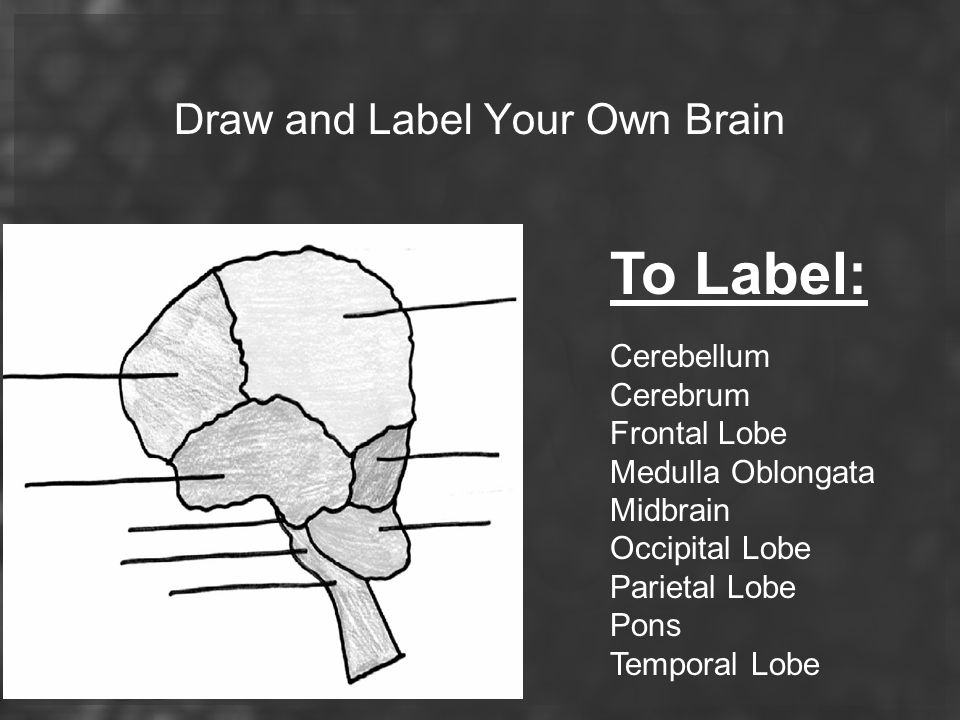 Draw and Label Your Own Brain